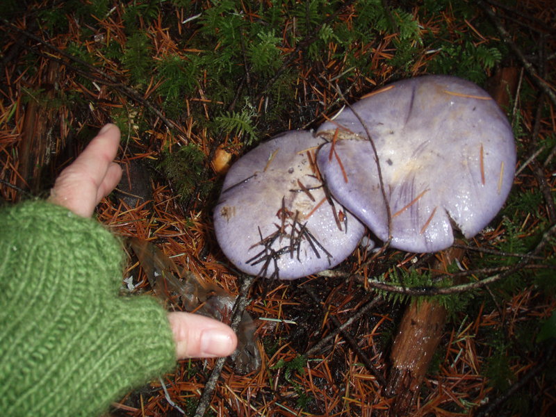 Cortinarius