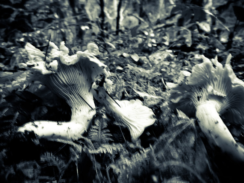 Chanterelles