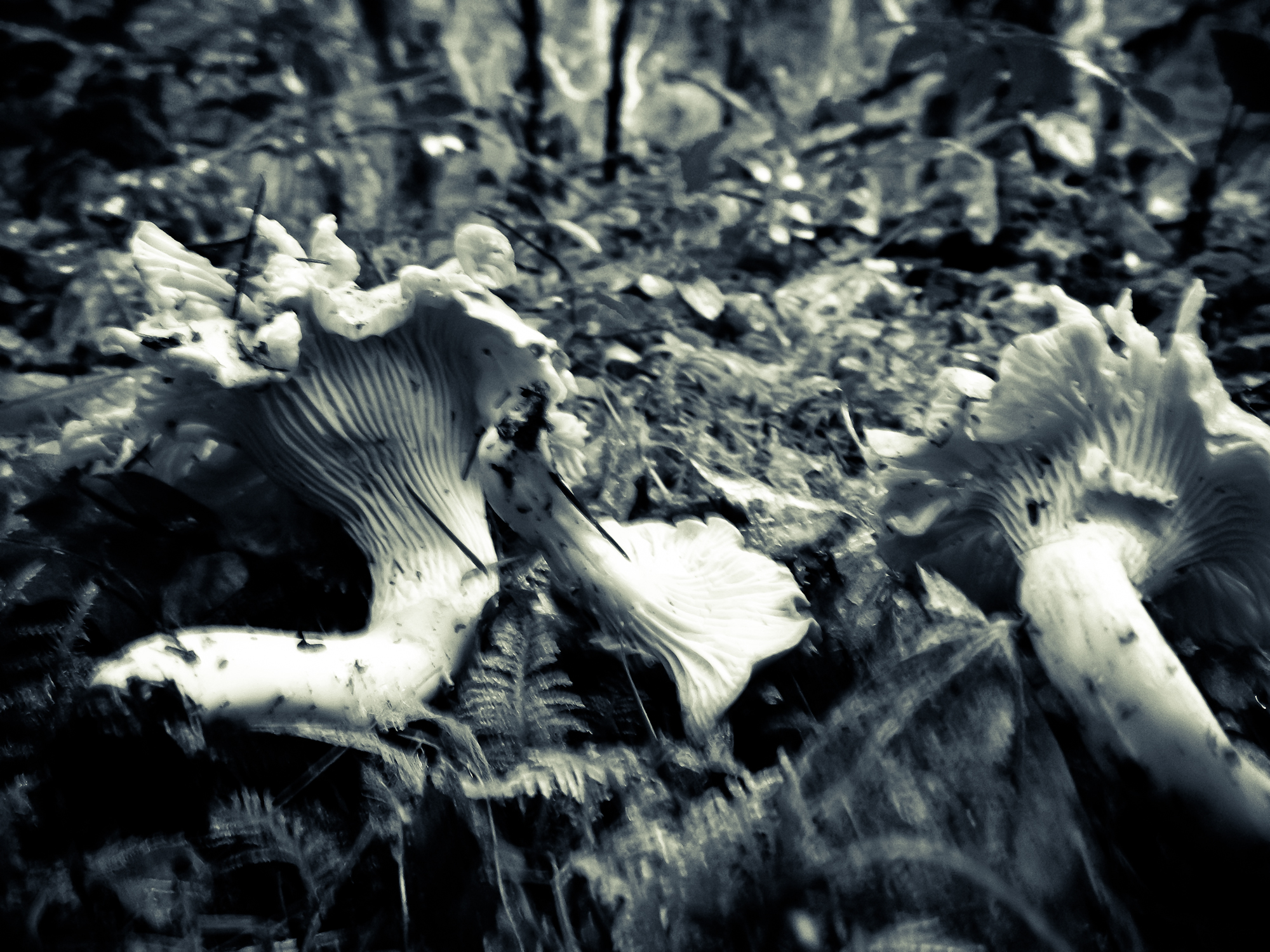 Chanterelles