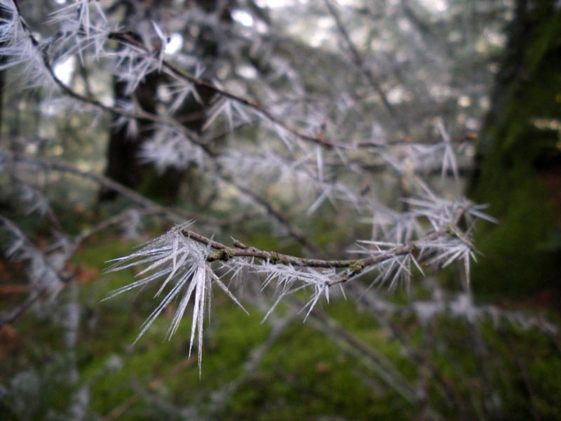 Crazy ice spikes in the trees. Hoarfrost?