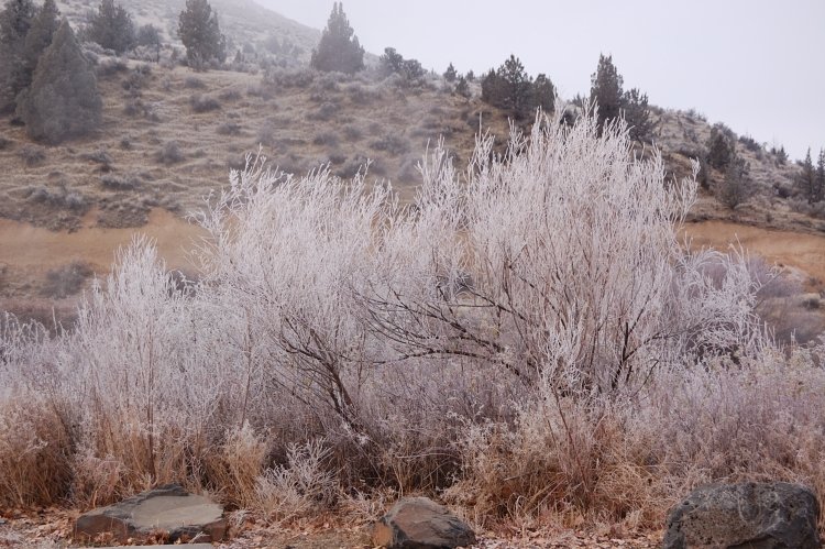 Freezing fog on Deschutes River