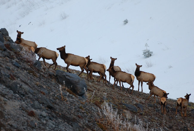 Saw 25+ of elk, not sure how they find enough food, but they look good.