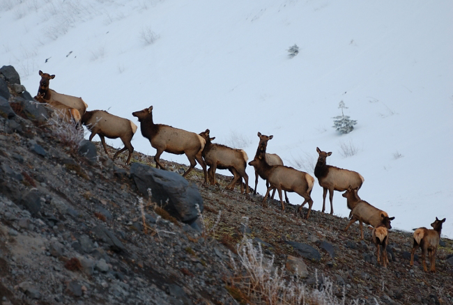 Saw 25+ of elk, not sure how they find enough food, but they look good.