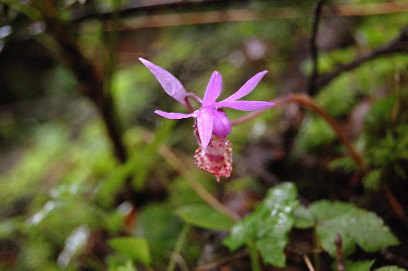 Orchid flower (also known as fairy slipper)