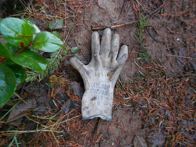 Thums lost glove?