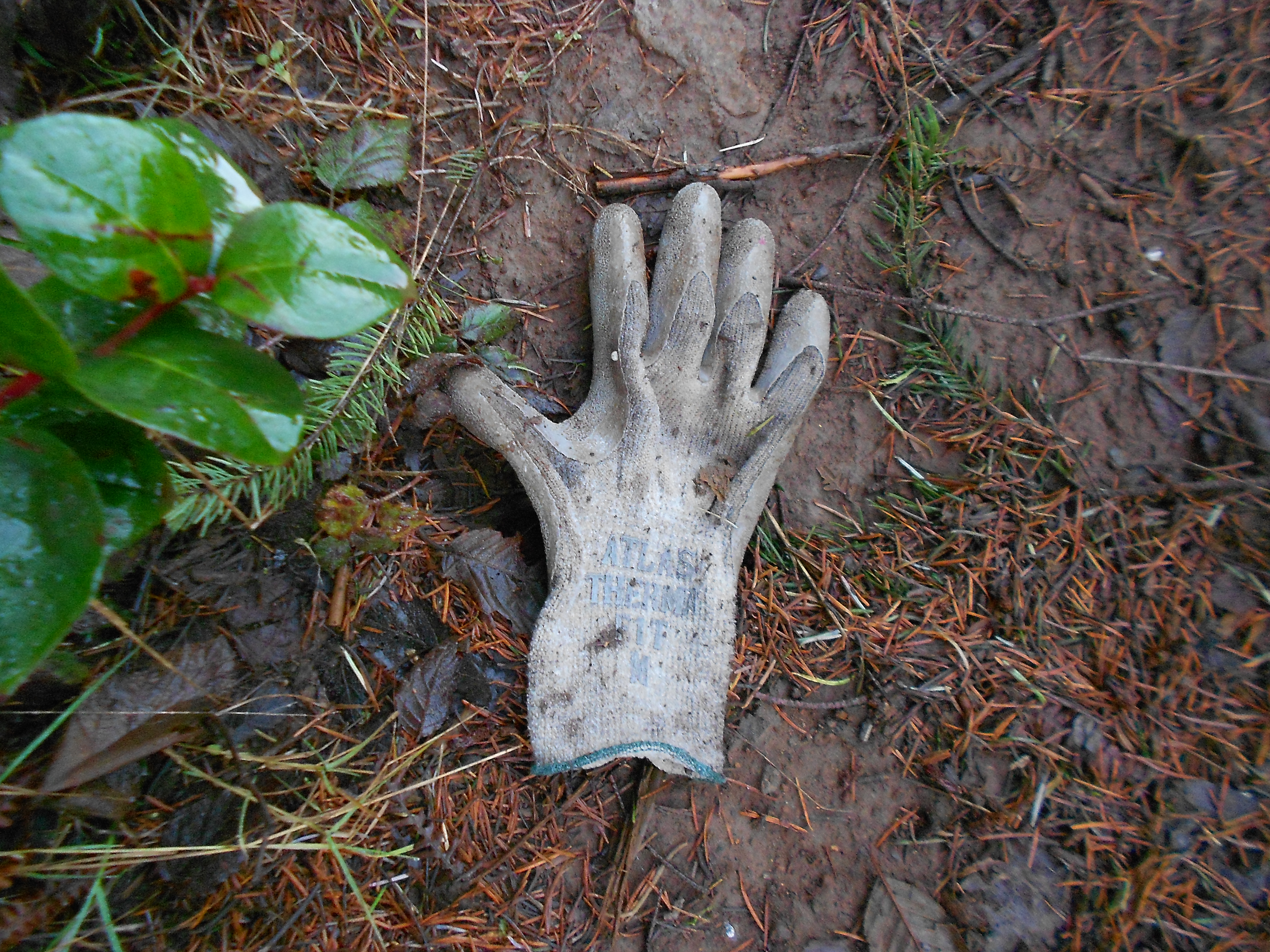 Thums lost glove?