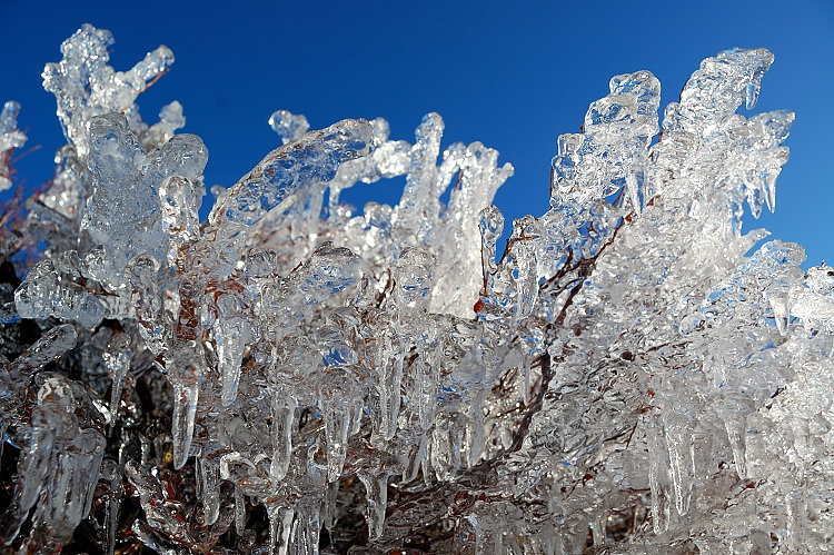 Frozen huckleberries