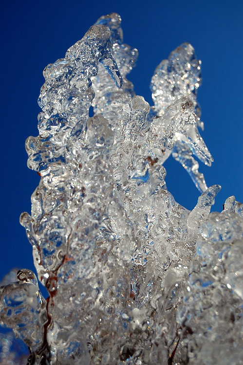 Frozen huckleberries