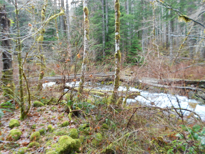 The real Tanner Creek ford with a log