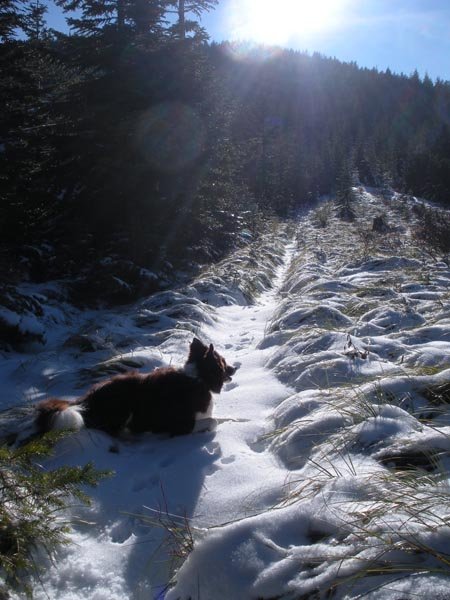 Beargrass alley