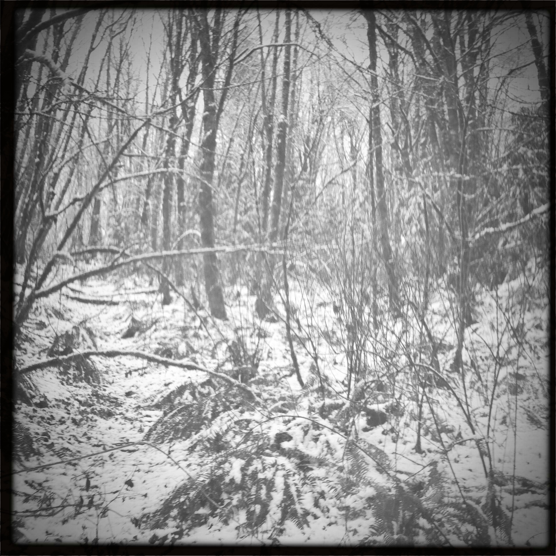 slushy wonderland
