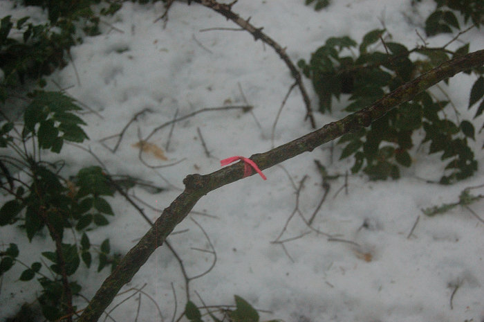 The only time I saw flagging, and trail vanished again right after this
