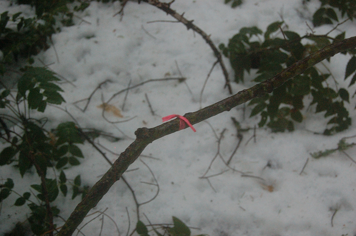 The only time I saw flagging, and trail vanished again right after this