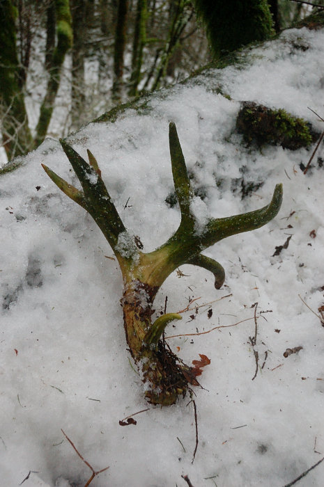 Buck horn