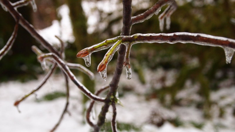 Ice on the trees