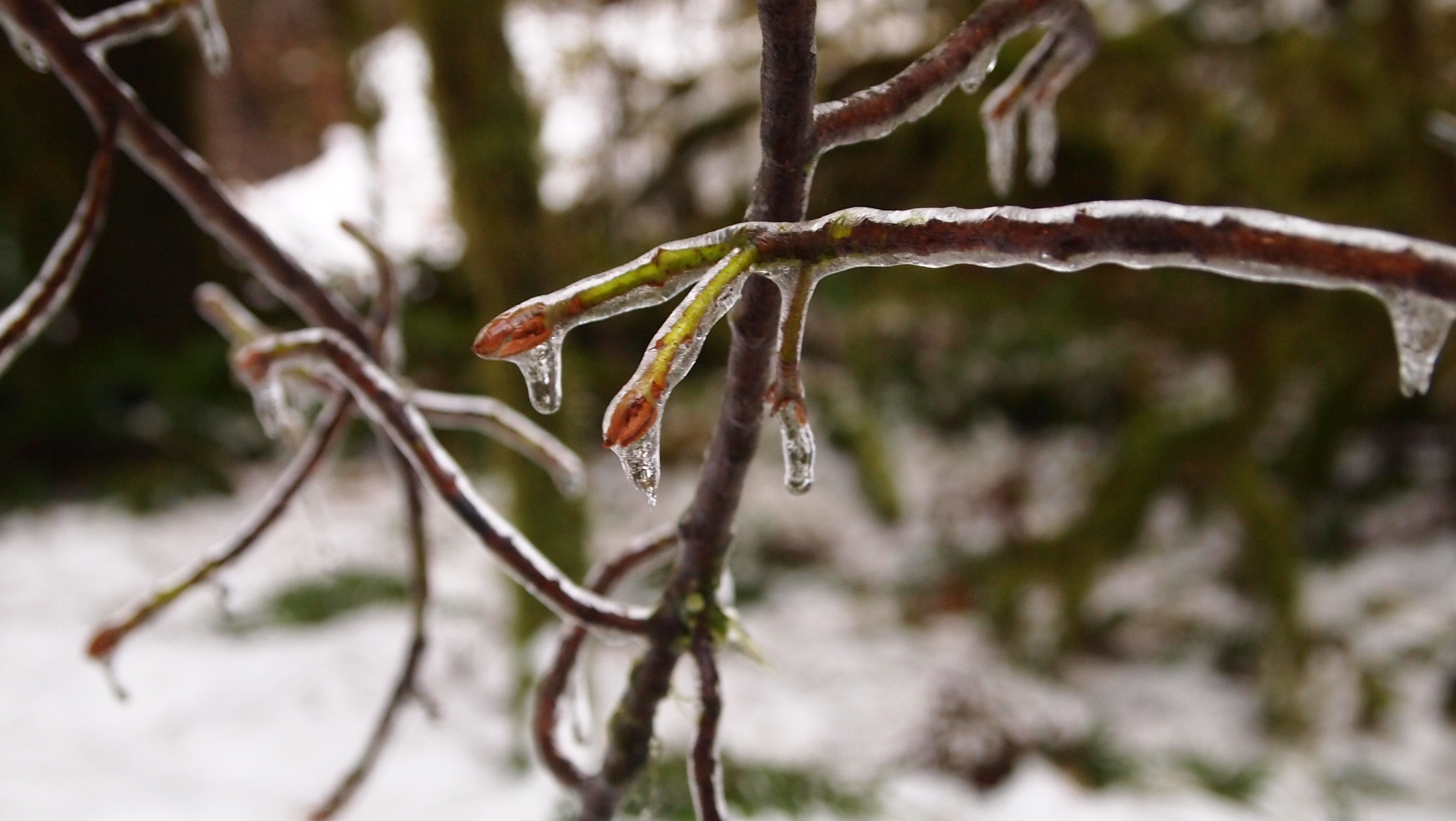 Ice on the trees