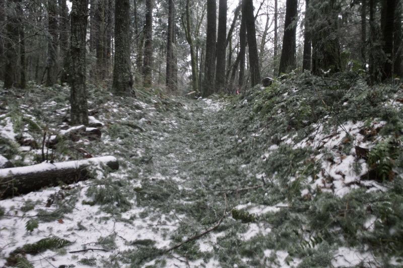 Pine needles all over the trail from the storm. The trail smelled great! (By this point, my camera was fogging up pretty bad)