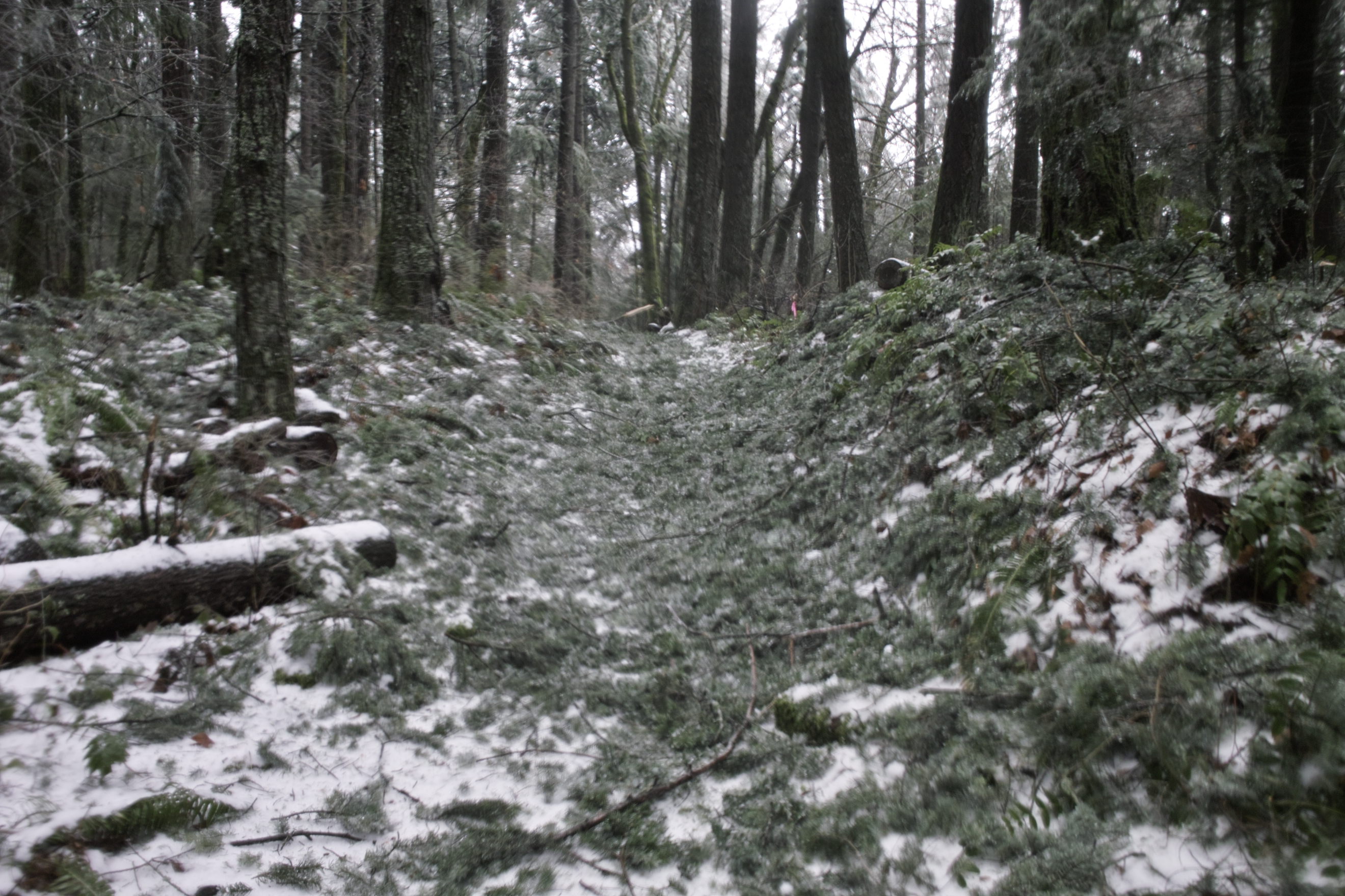 Pine needles all over the trail from the storm. The trail smelled great! (By this point, my camera was fogging up pretty bad)
