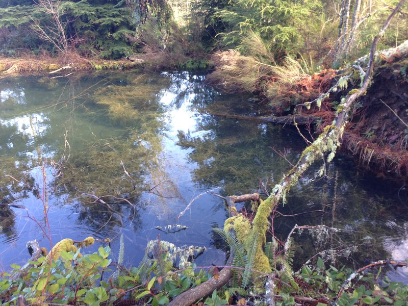 Hillockburn Spring