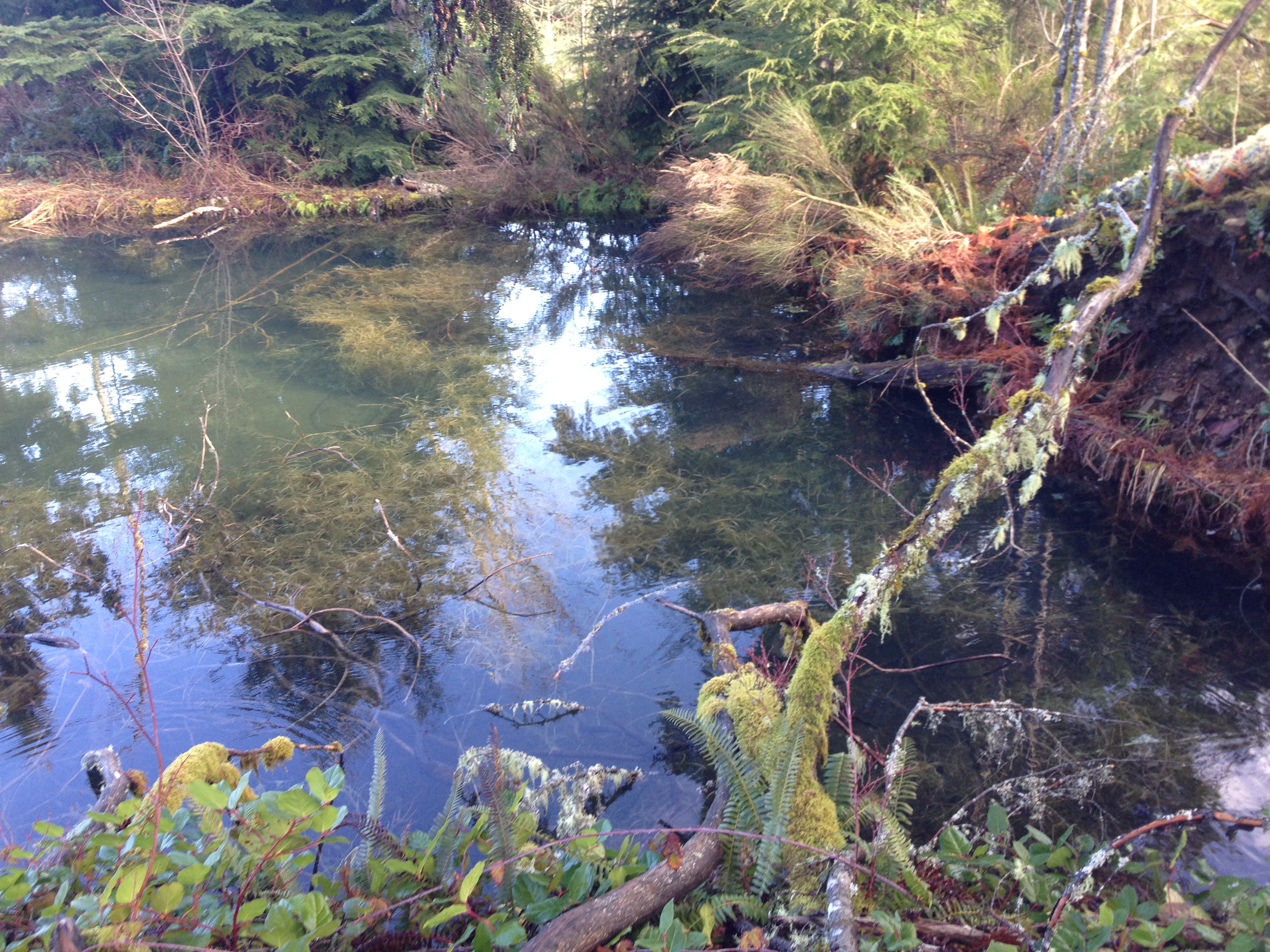 Hillockburn Spring