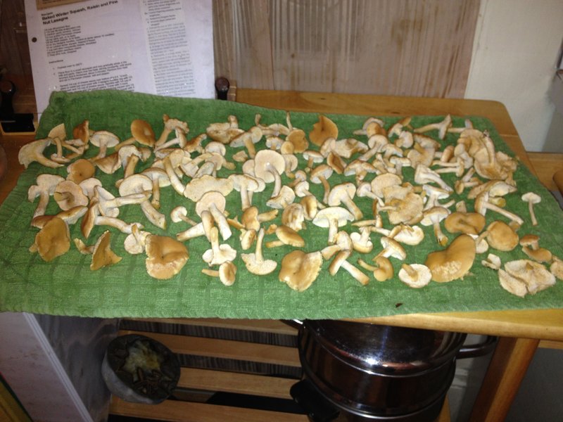 Hedgehogs ready for dinner
