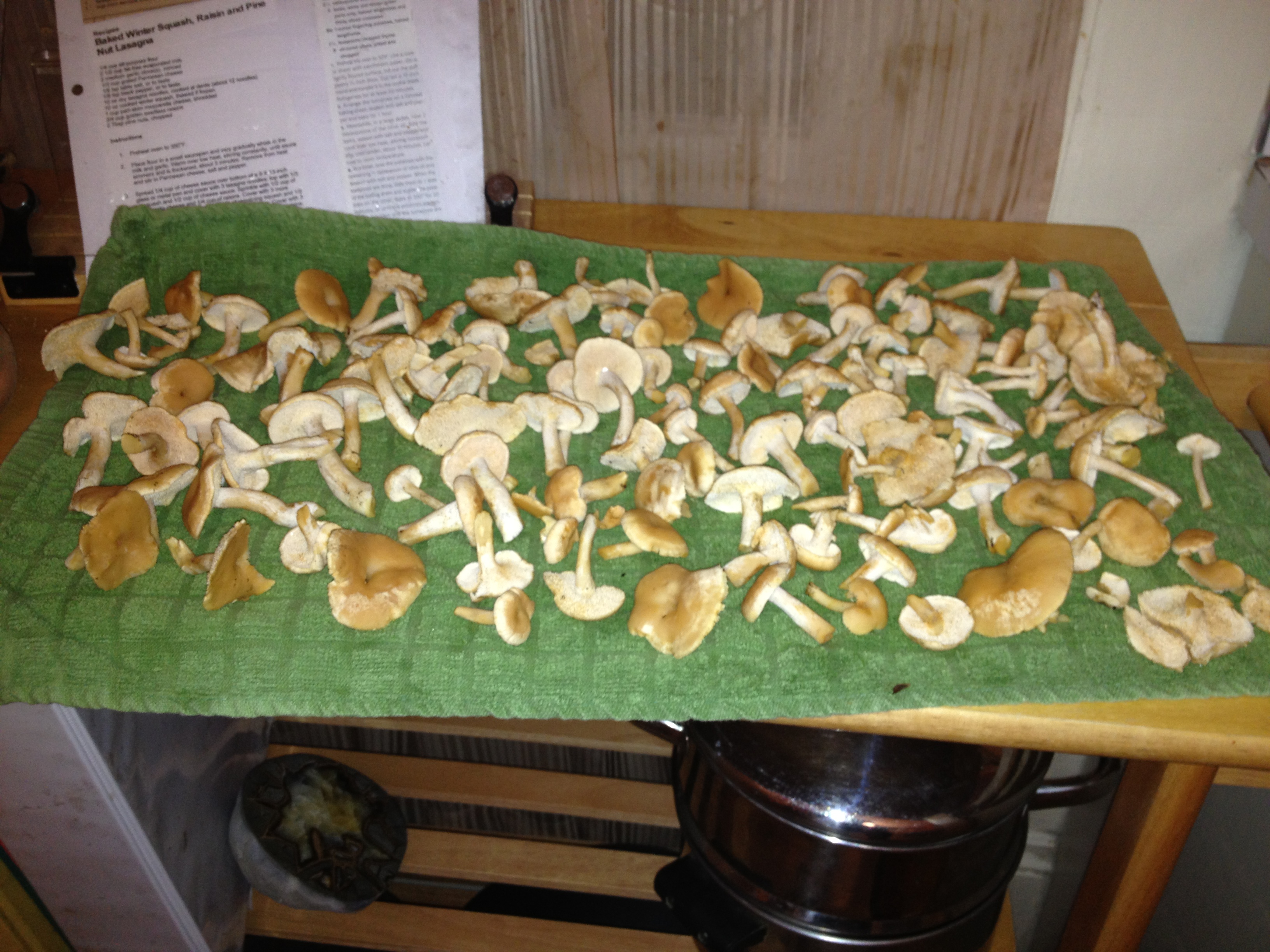 Hedgehogs ready for dinner