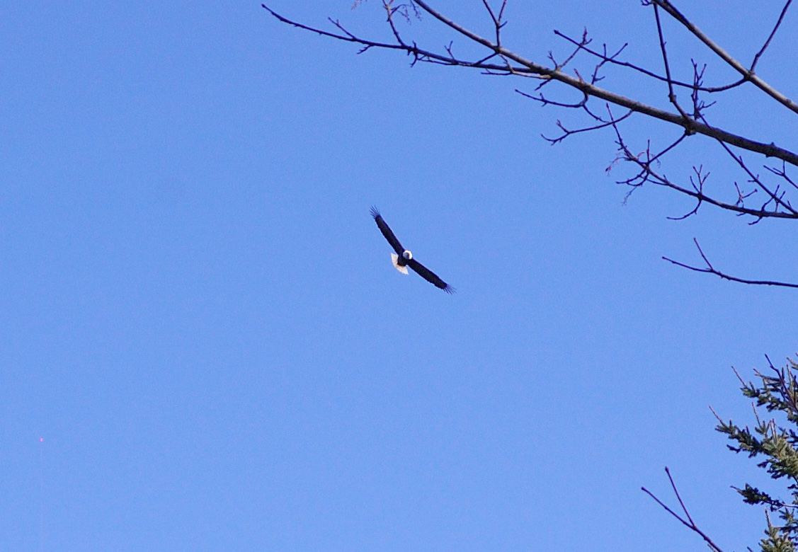 Saw a bald eagle near Russel viewpoint, but didn't have a zoom lens with me