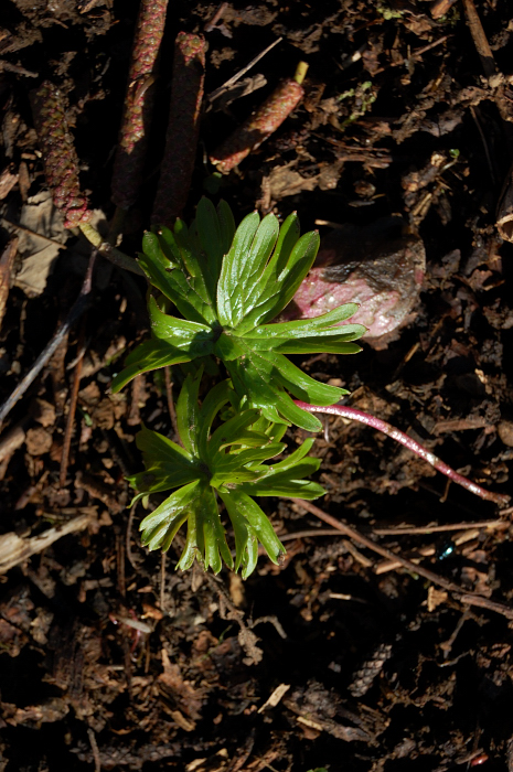 Larkspur's already doing good