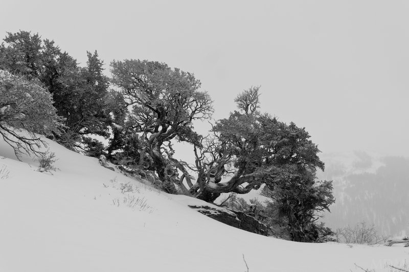 bonsai tree