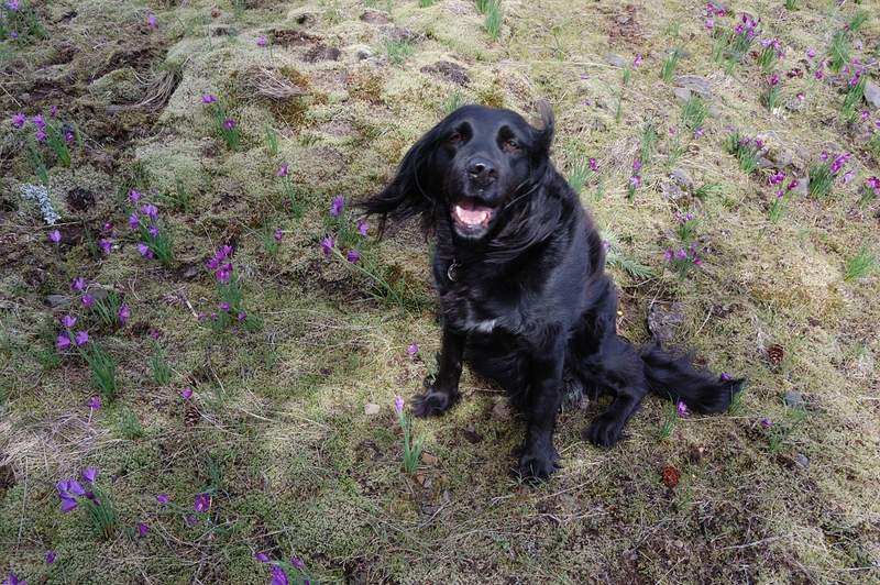 My dog Pepper