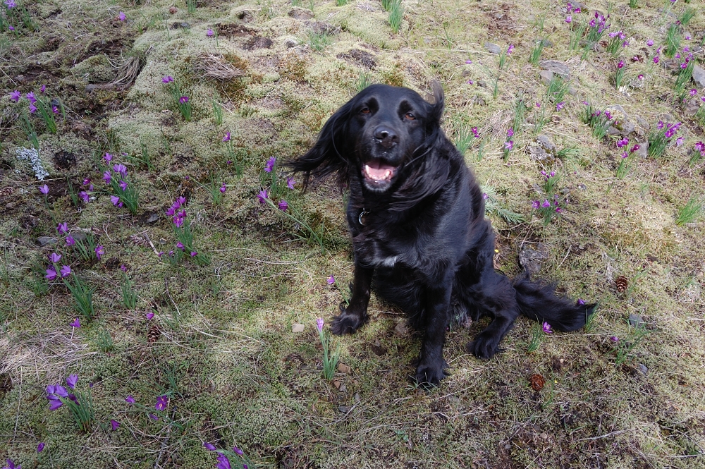 My dog Pepper