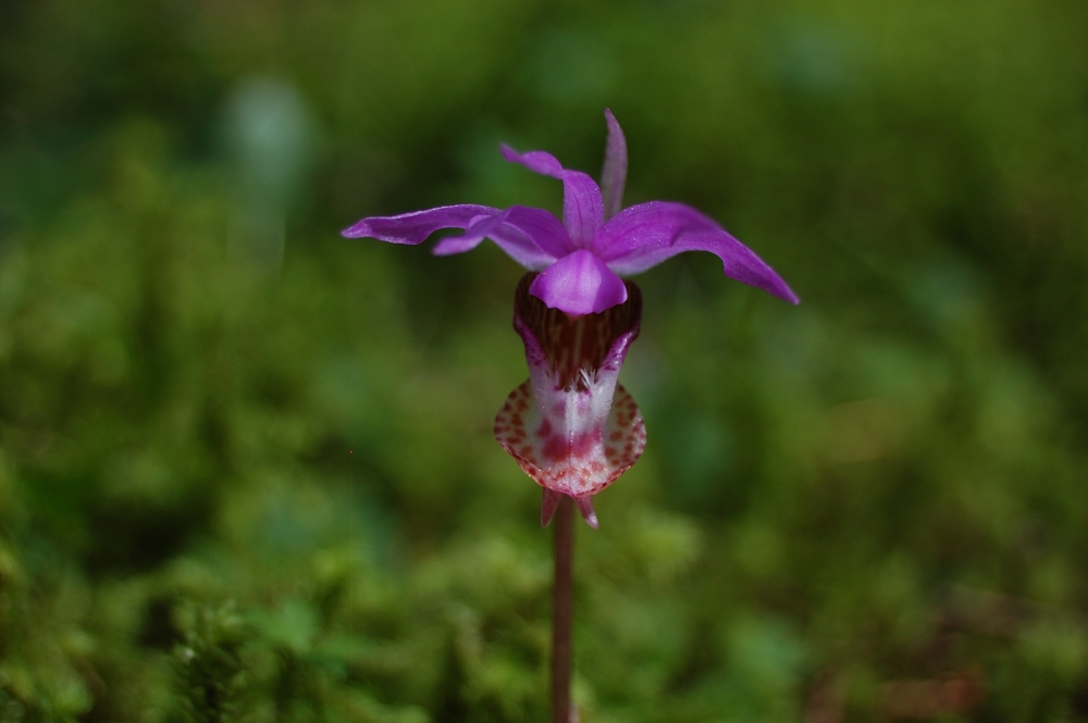 Orchid