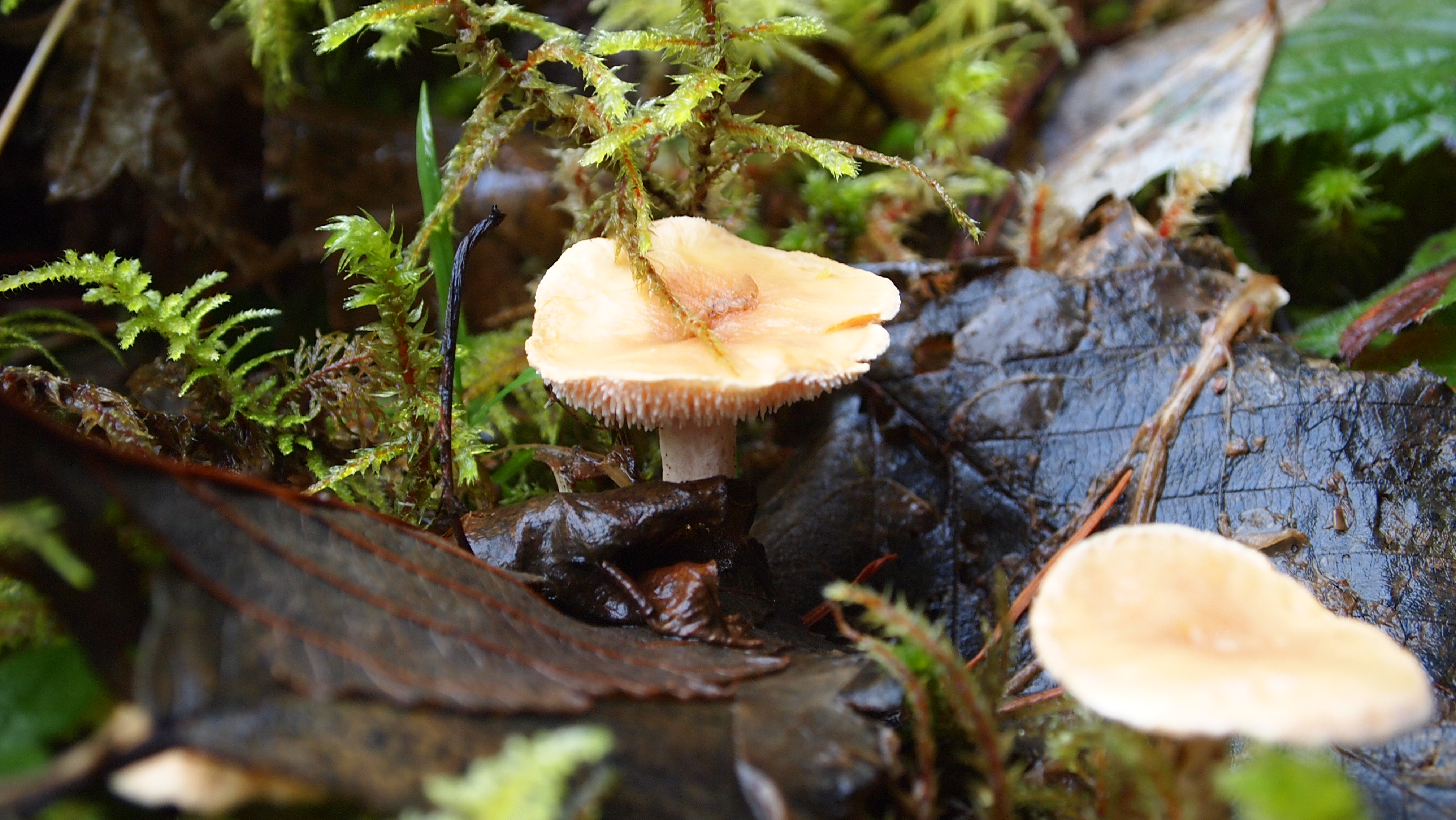 Hedgehog Mushrooms