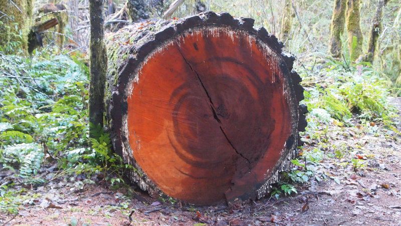 Old growth blow down