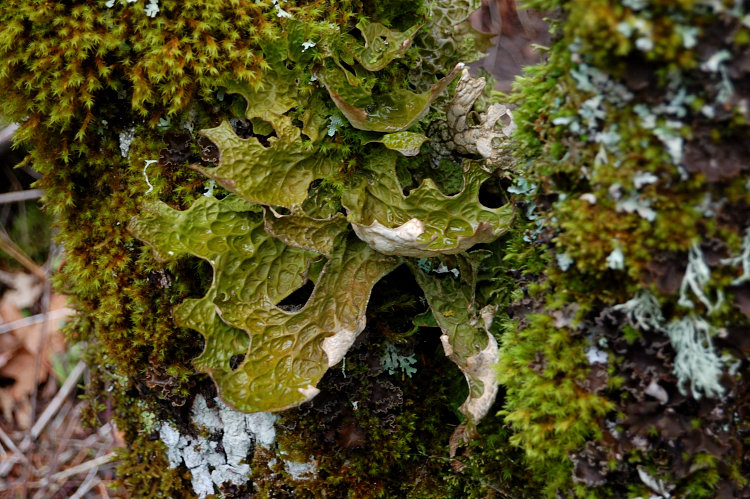 How many kinds of lichens here?