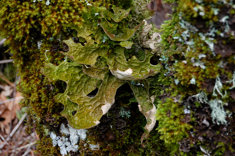 How many kinds of lichens here?