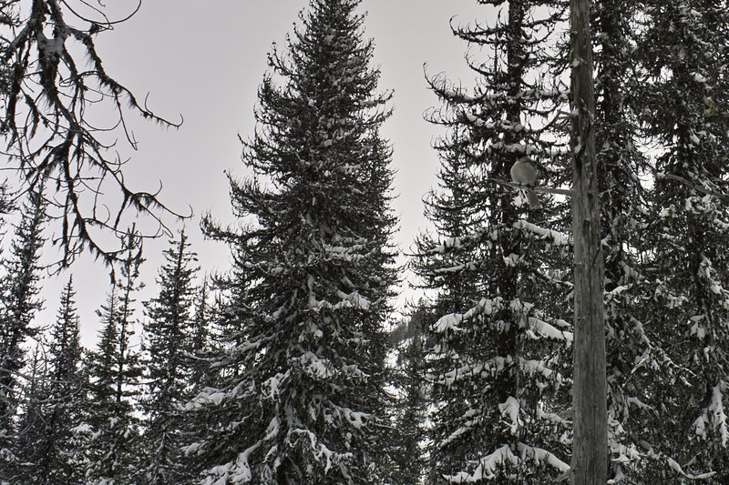 There were lots of Gray Jays out, picking up the scraps.
