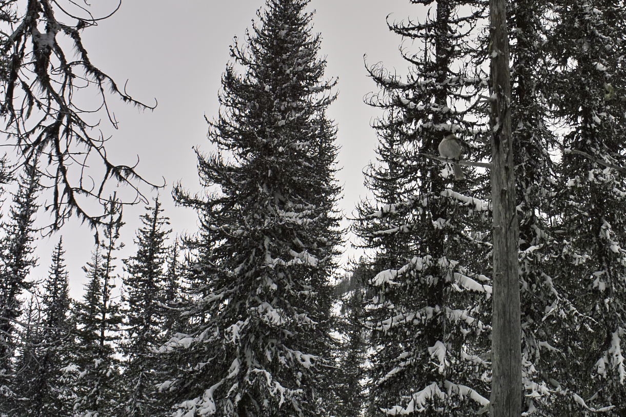There were lots of Gray Jays out, picking up the scraps.