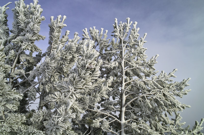 There was a nice coating of rime ice on everything above tree line.