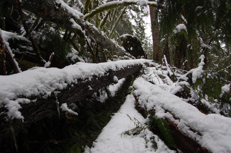 The only big blowdown on the trail. One needs to walk on middle log to get around a giant rootball.