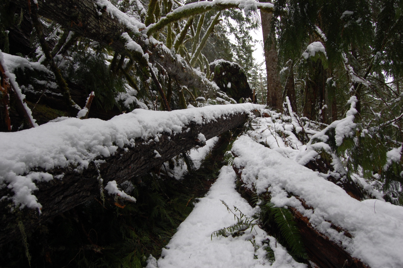 The only big blowdown on the trail. One needs to walk on middle log to get around a giant rootball.
