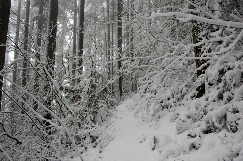 Other that that, the trail is in good condition.