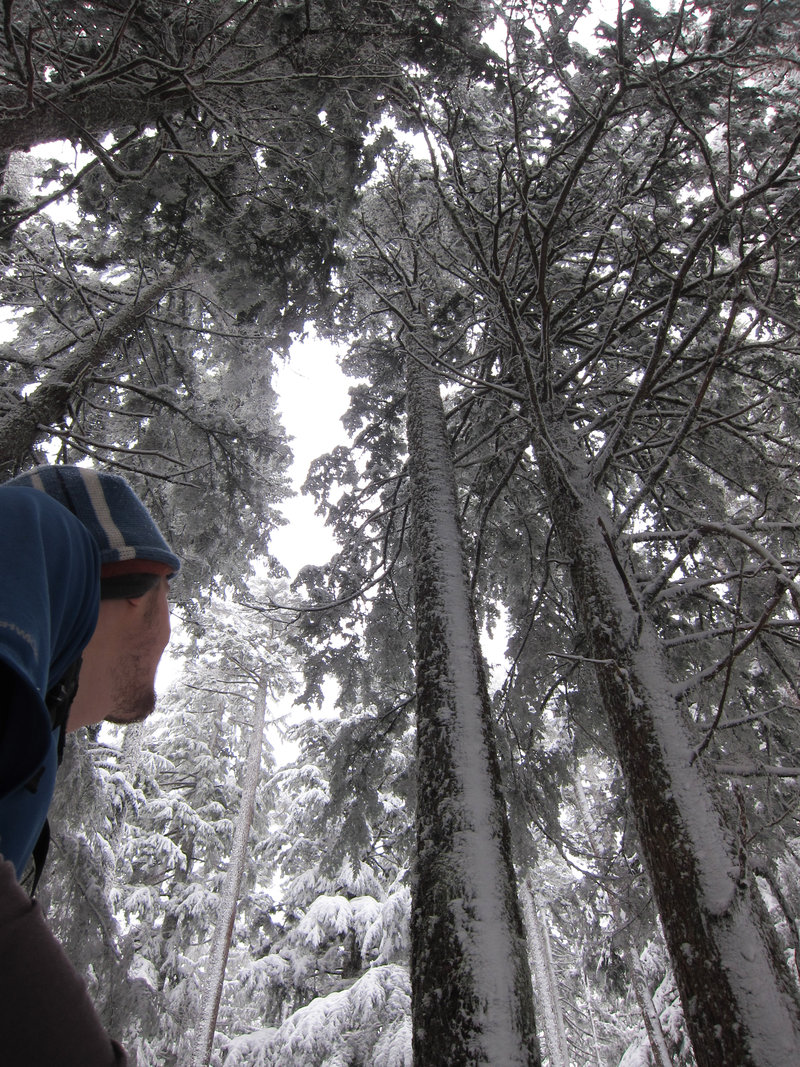 Tall snowy trees