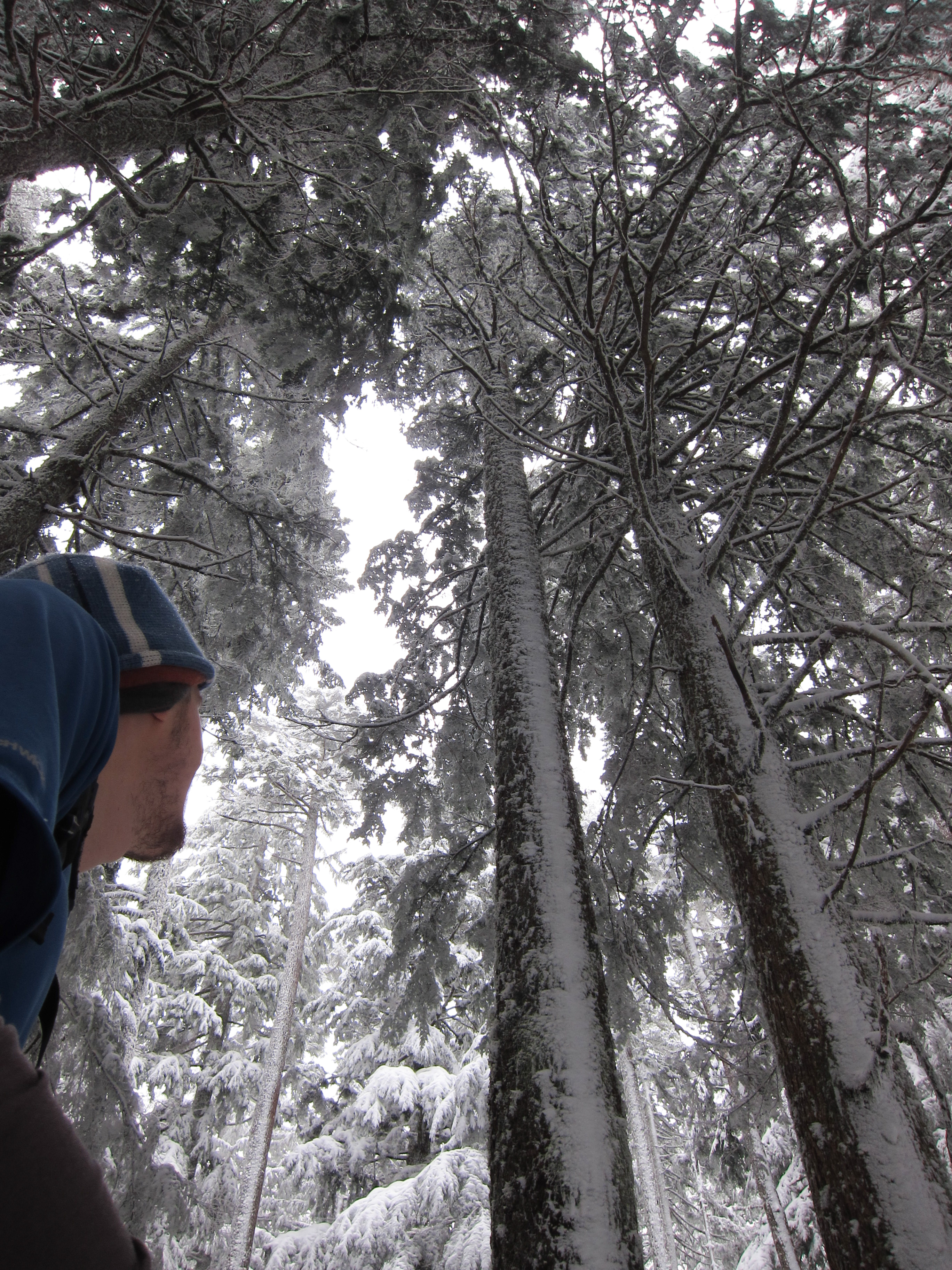 Tall snowy trees