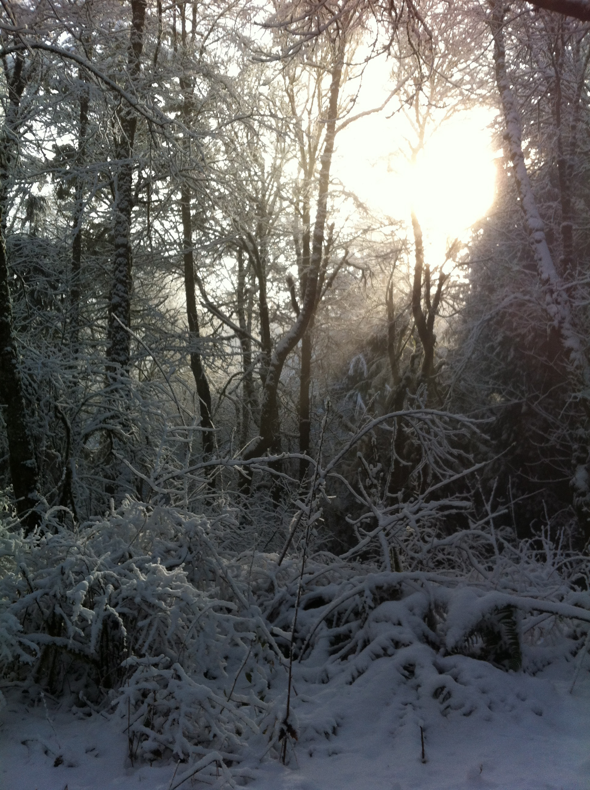 early morning snow