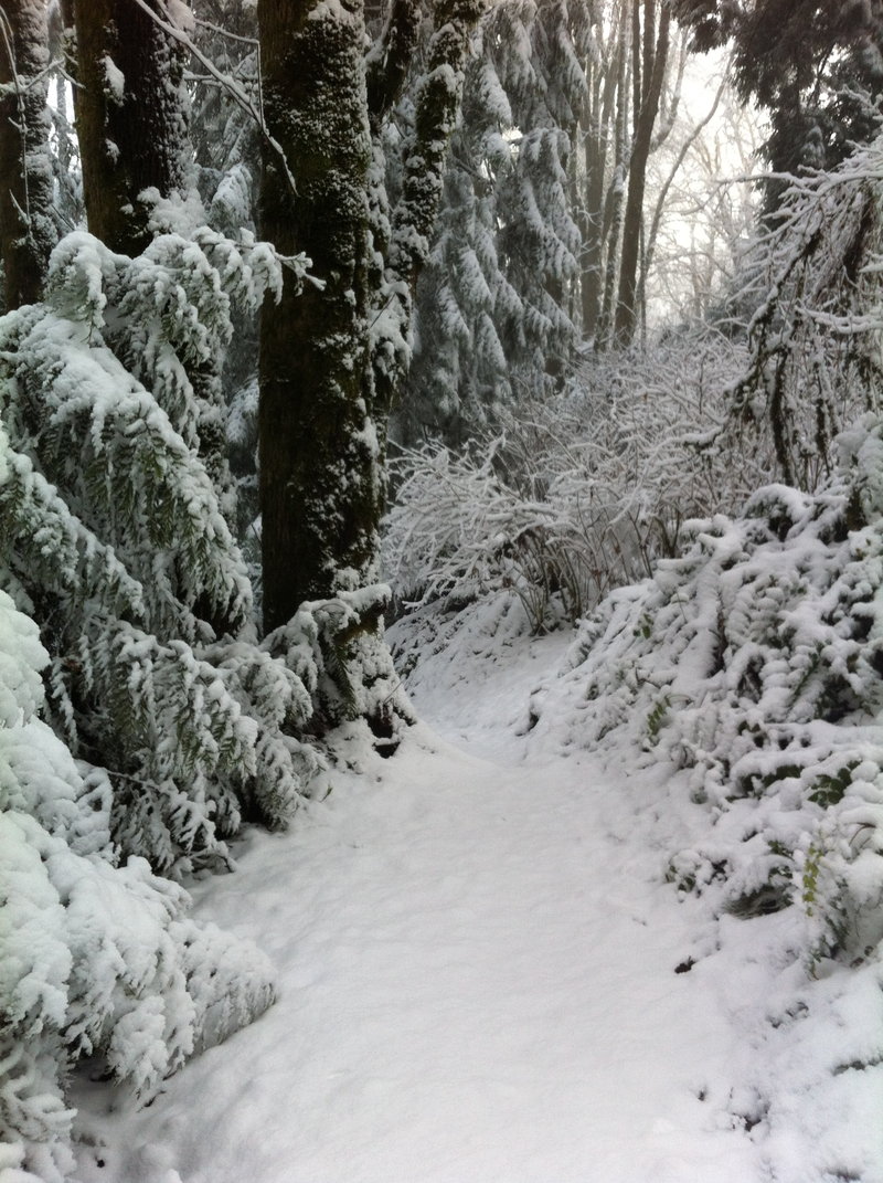 FP would be a lot more fun if the trails always looked like this