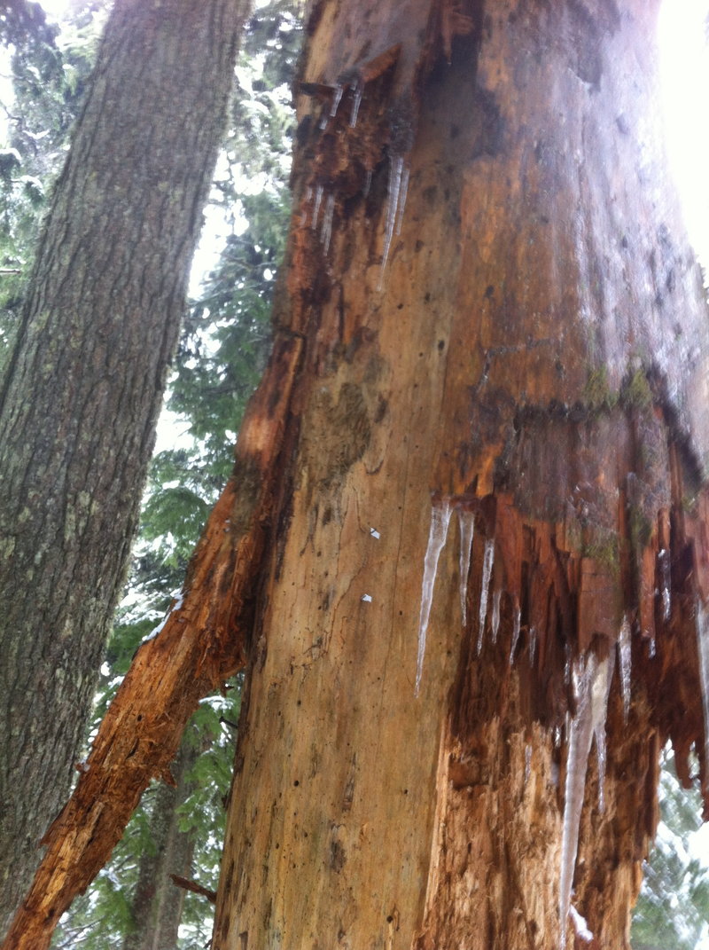 icicle tree