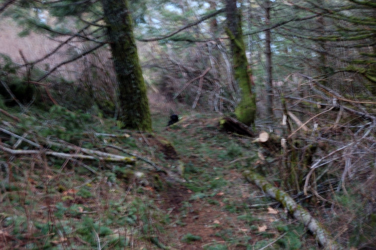 The second (and last) blowdown for today gone... WTA work party will be on Dog Mtn next weekend and (hopefully) the things will be back to normal there