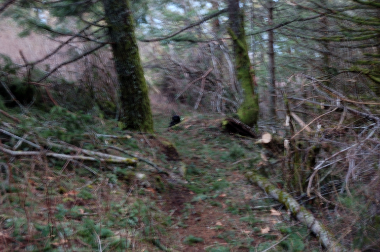 The second (and last) blowdown for today gone... WTA work party will be on Dog Mtn next weekend and (hopefully) the things will be back to normal there