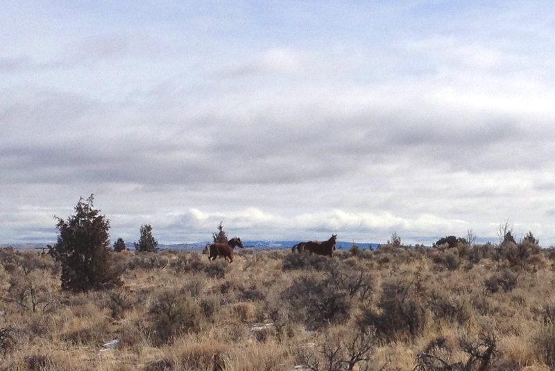 wild horses